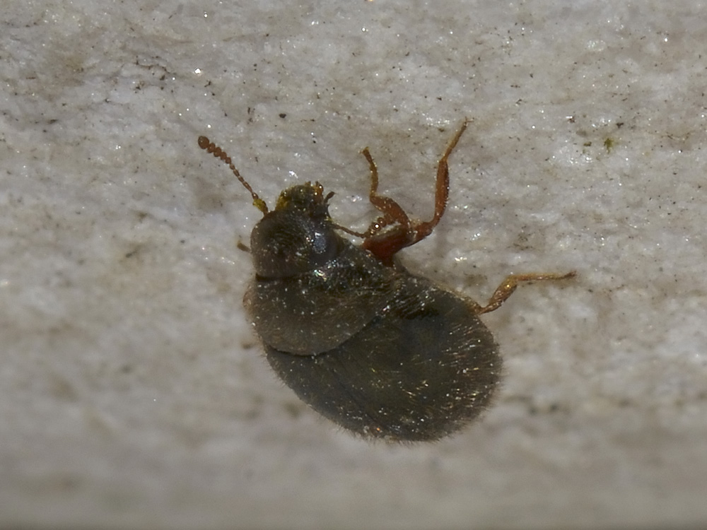 Due Byrrhidae: Simplocaria semistriata (cf.)